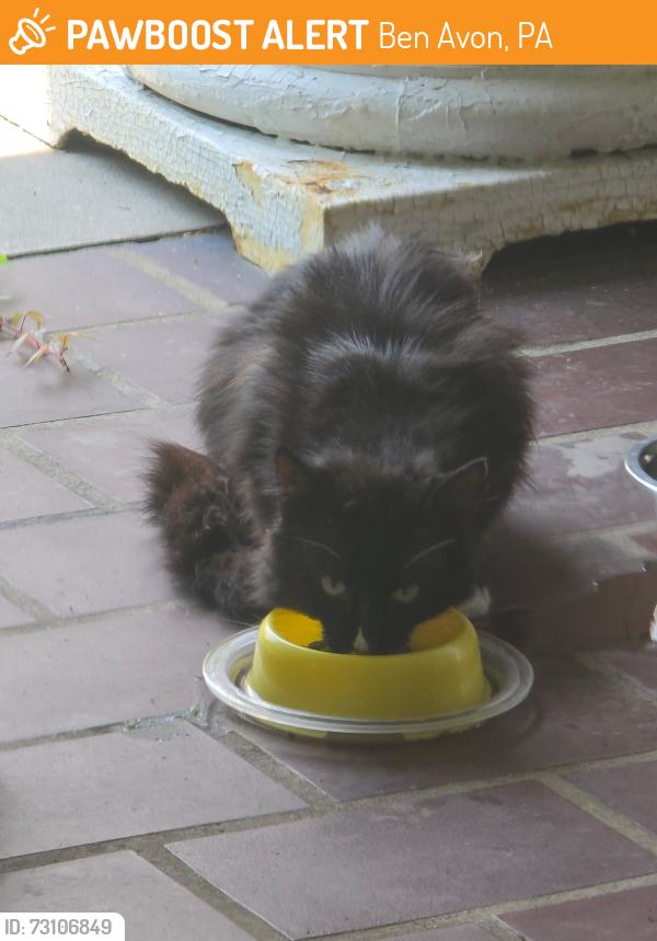 Found/Stray Unknown Cat last seen Irwin Avenue and Ohio River Boulevard, Ben Avon, PA 15202