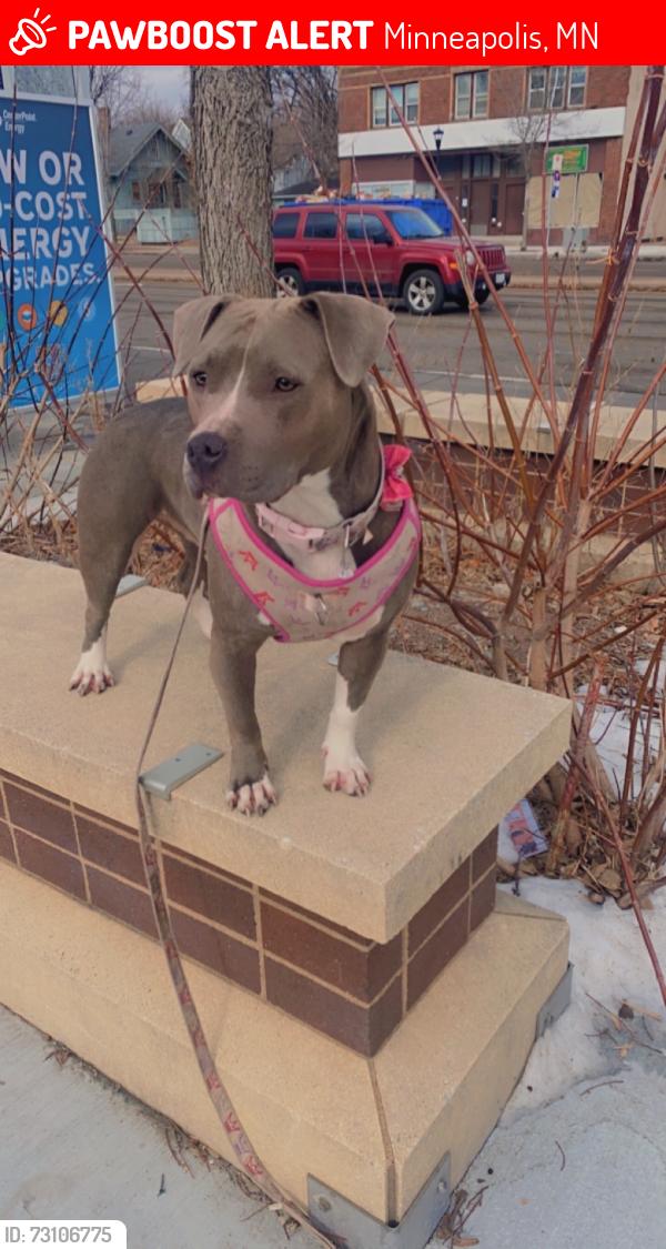 Lost Female Dog last seen Cofax & 30th Ave N, Minneapolis, MN 55411
