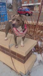 Lost Female Dog last seen Cofax & 30th Ave N, Minneapolis, MN 55411