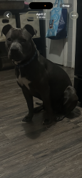 Lost Male Dog last seen Vandkye &94, Detroit, MI 48213