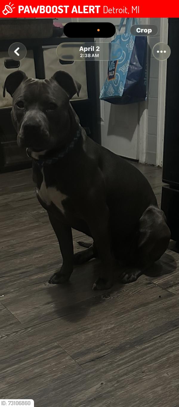 Lost Male Dog last seen Vandkye &94, Detroit, MI 48213
