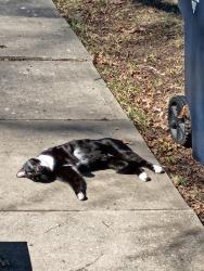 Lost Male Cat last seen 55th near Lydia and Paseo, Kansas City, MO 64130