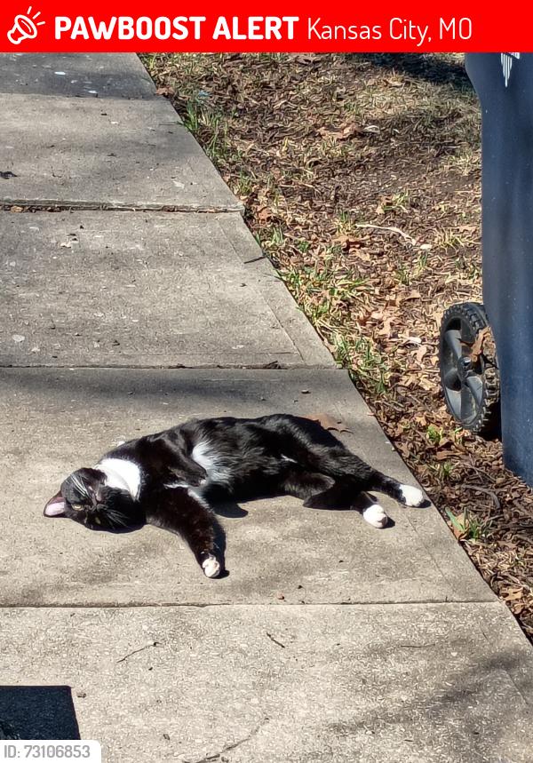 Lost Male Cat last seen 55th near Lydia and Paseo, Kansas City, MO 64130