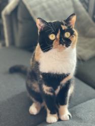 Lost Female Cat last seen Holden & 24th, Seattle, WA 98106
