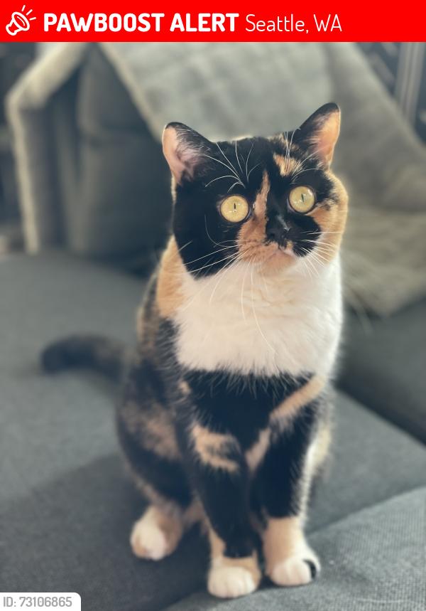 Lost Female Cat last seen Holden & 24th, Seattle, WA 98106