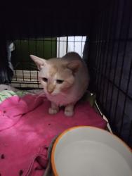 Found/Stray Male Cat last seen Pleasant Ridge and Annies Lane, Arlington, TX 76016