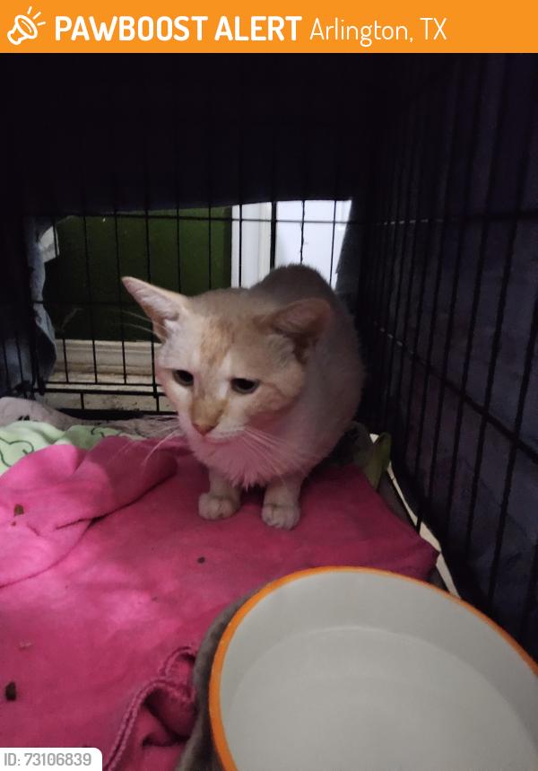 Found/Stray Male Cat last seen Pleasant Ridge and Annies Lane, Arlington, TX 76016