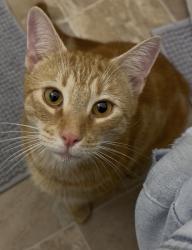 Reunited Male Cat last seen Hamilton st., Worcester, MA 01604