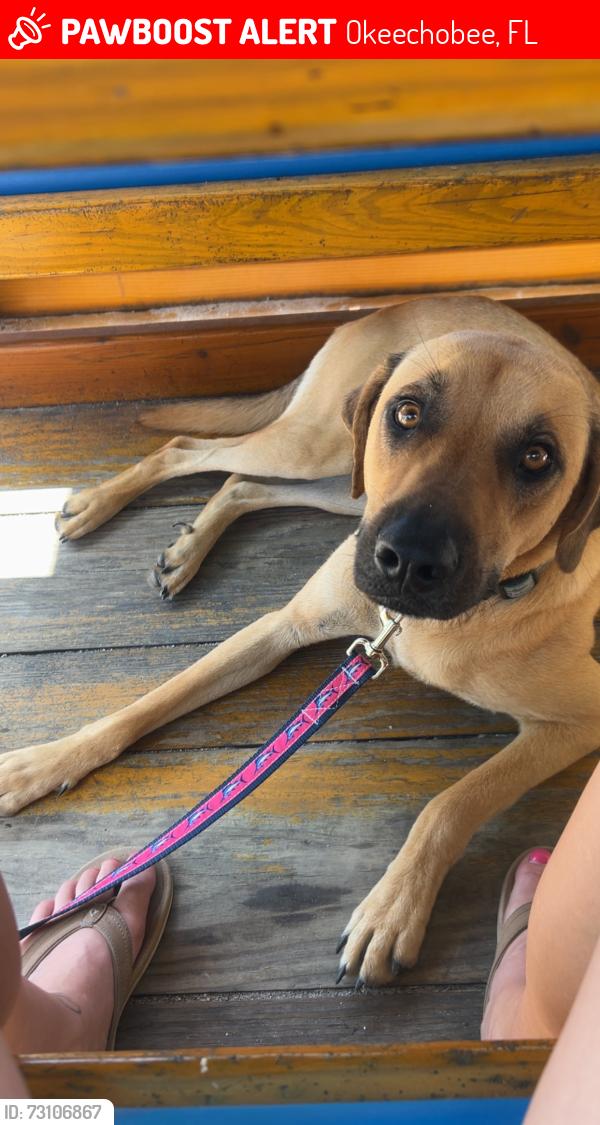 Lost Male Dog last seen Little farms okeechobee, Okeechobee, FL 34972