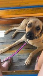 Lost Male Dog last seen Little farms okeechobee, Okeechobee, FL 34972
