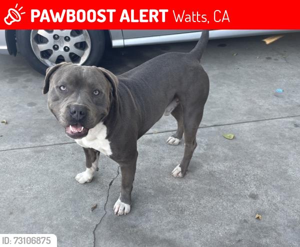 Lost Male Dog last seen Gorman ave & E 103rd st, Watts, CA 90002