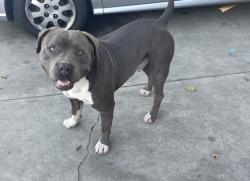 Lost Male Dog last seen Gorman ave & E 103rd st, Watts, CA 90002