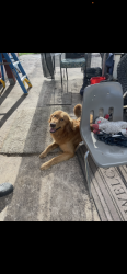 Lost Male Dog last seen sunrise st, Kirby, TX 78219