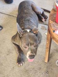 Found/Stray Female Dog last seen Berkshire elementary, Bakersfield, CA 93313