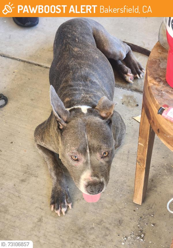 Found/Stray Female Dog last seen Berkshire elementary, Bakersfield, CA 93313