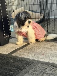 Reunited Female Dog last seen Near Gaylawn Dr, Halethorpe, MD 21227, USA, Halethorpe, MD 21227