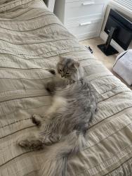 Reunited Male Cat last seen 58A & 177B, Surrey, BC V3S 8M5