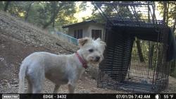 Reunited Female Dog last seen Dog Bar / Rattlesnake / Wherler, Grass Valley, CA 95949