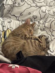Reunited Female Cat last seen between 8th st and james m wood, Los Angeles, CA 90057
