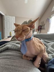 Lost Male Cat last seen East Odessa, Parks Bell Ranch area, Odessa, TX 79758