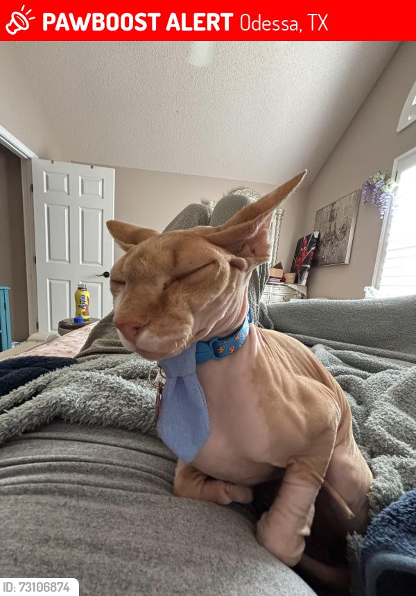 Lost Male Cat last seen East Odessa, Parks Bell Ranch area, Odessa, TX 79758