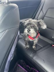 Reunited Male Dog last seen Nw 9th st and nw 9th avenue, Fort Lauderdale, FL 33311
