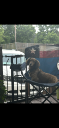 Reunited Female Dog last seen Near us hwy 175 e Poynor tx 75782, LaRue, TX 75770