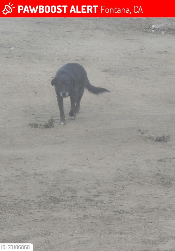 Lost Female Dog last seen Flying J truck stop, Fontana, CA 92337