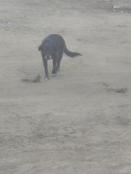 Lost Female Dog last seen Flying J truck stop, Fontana, CA 92337