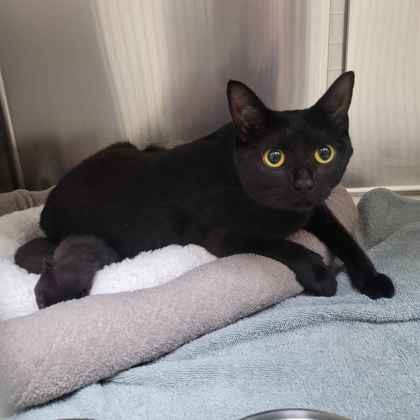 Shelter Stray Female Cat last seen Raymore Rd, Memphis, TN, 935 Farm Rd, Memphis, TN 38134, USA