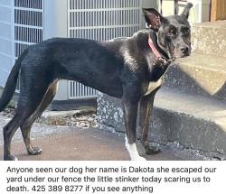 Reunited Female Dog last seen Near pacific Ave tacoma was 98408, Tacoma, WA 98408