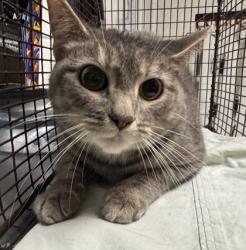 Shelter Stray Unknown Cat last seen Near Renford Rd Unit #A306, City of Knoxville ASO, TN, 3201 Division St, Knoxville, TN 37919, USA