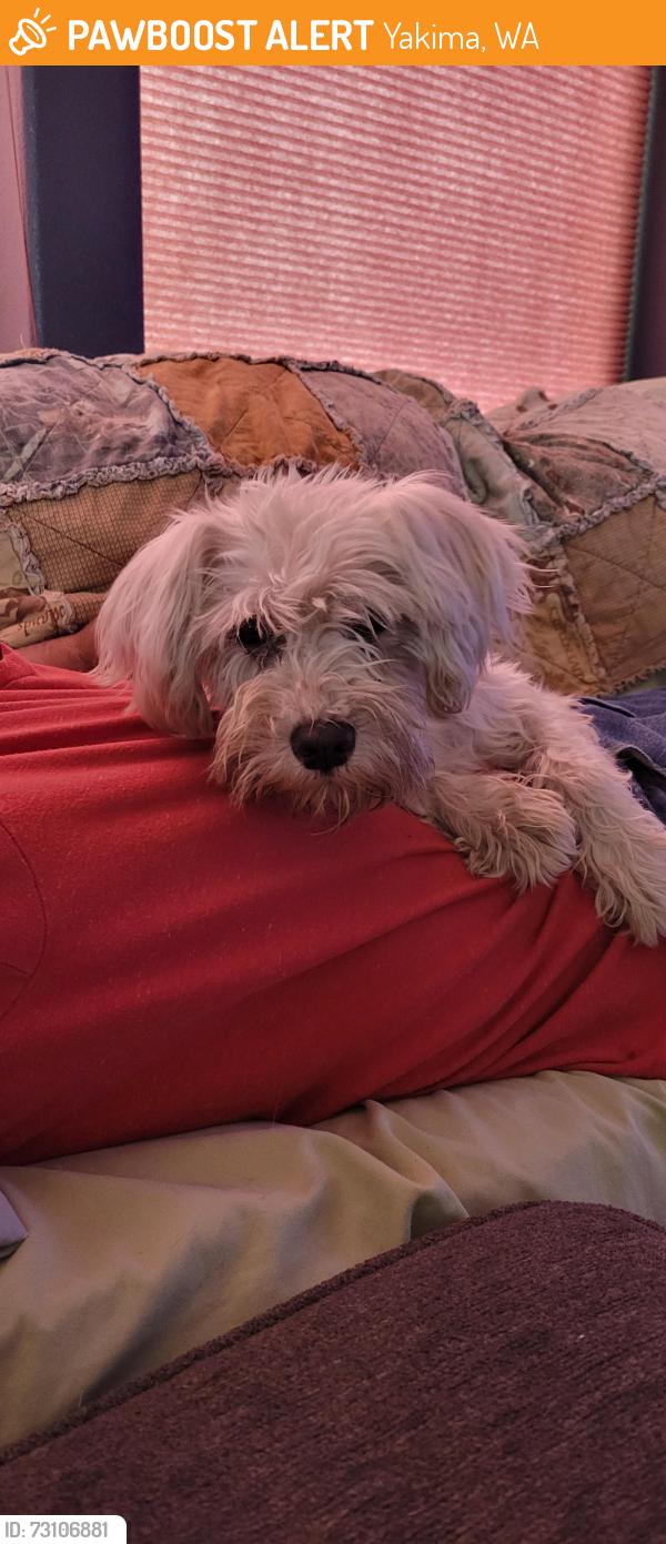 Found/Stray Female Dog last seen N 5th Ave & Martin Luther King Ave, Yakima, WA 98902