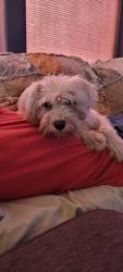 Found/Stray Female Dog last seen N 5th Ave & Martin Luther King Ave, Yakima, WA 98902