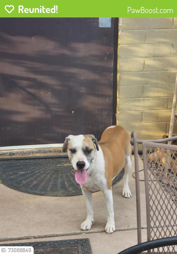 Reunited Female Dog last seen Near w Yuma st, Phoenix, AZ 85009
