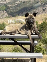 Lost Female Dog last seen McNally RD, ray ways, carney RD, Valley Center, CA 92082