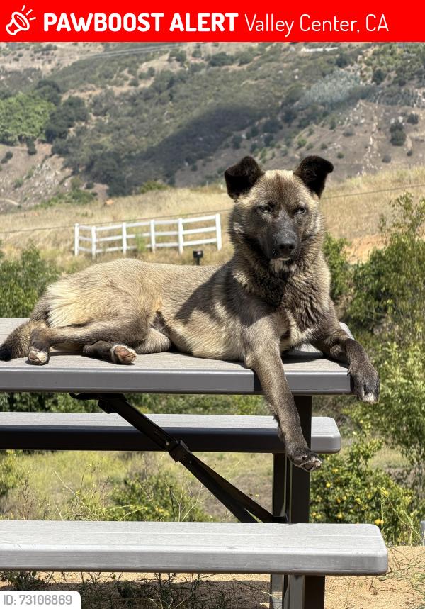 Lost Female Dog last seen McNally RD, ray ways, carney RD, Valley Center, CA 92082
