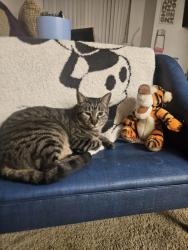 Lost Male Cat last seen Mott Canyon Tavern, Stateline, NV 89449
