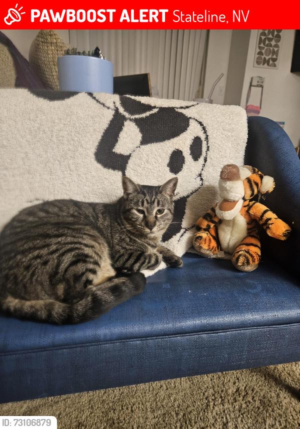 Lost Male Cat last seen Mott Canyon Tavern, Stateline, NV 89449