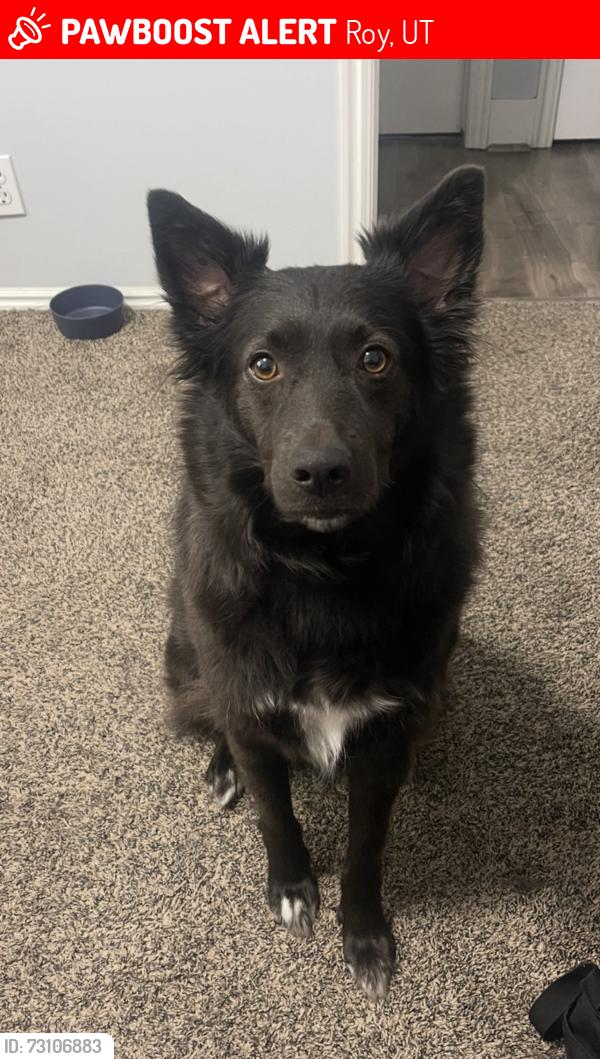 Lost Male Dog last seen We believe hes circling Clinton Wincos neighborhoods., Roy, UT 84067