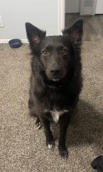 Lost Male Dog last seen We believe hes circling Clinton Wincos neighborhoods., Roy, UT 84067