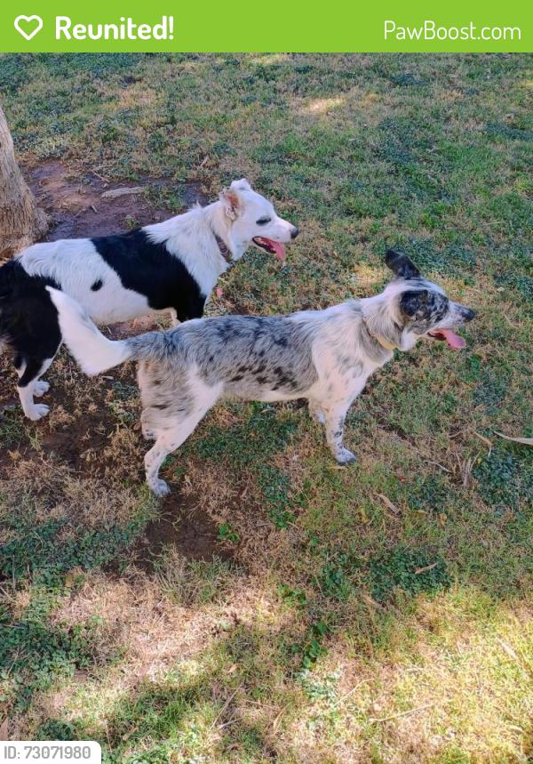 Reunited Unknown Dog last seen 14th St and Pierson, Phoenix, AZ 85014