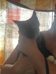 Found/Stray Male Cat last seen 17th & Sheridan, Edgewater, CO 80214