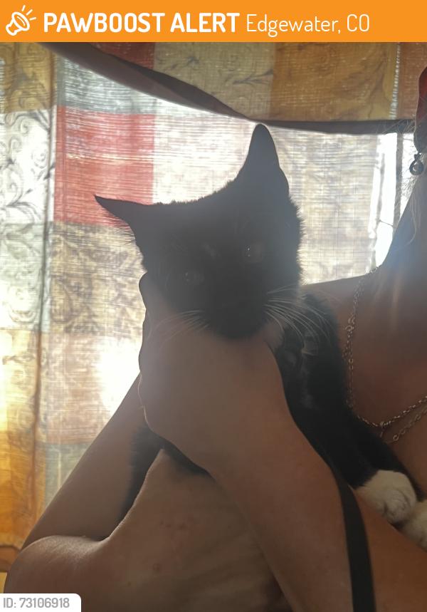 Found/Stray Male Cat last seen 17th & Sheridan, Edgewater, CO 80214