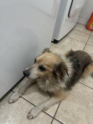 Found/Stray Male Dog last seen Hosking, Bakersfield, CA 93313