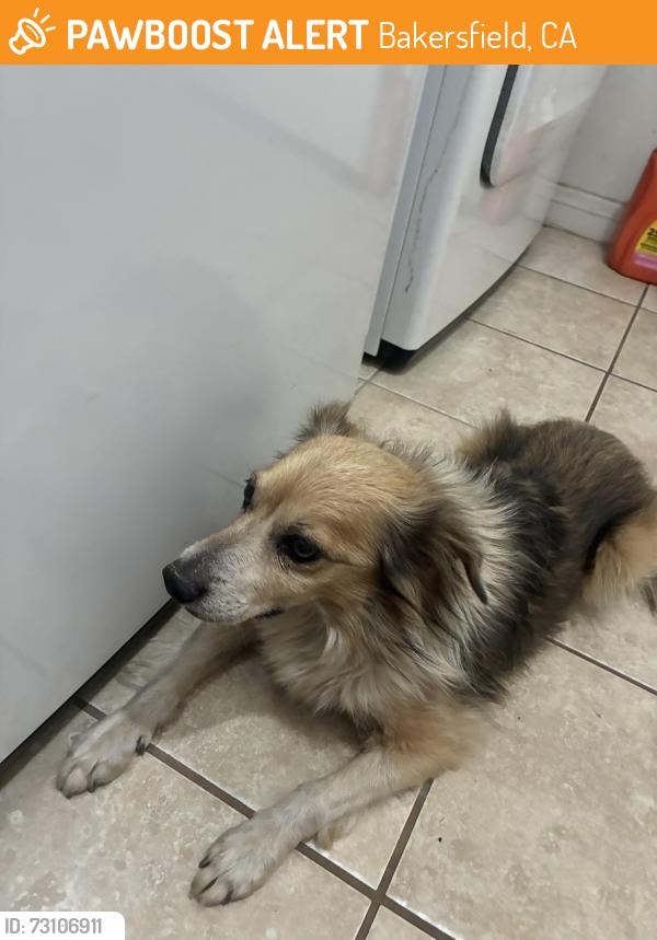 Found/Stray Male Dog last seen Hosking, Bakersfield, CA 93313