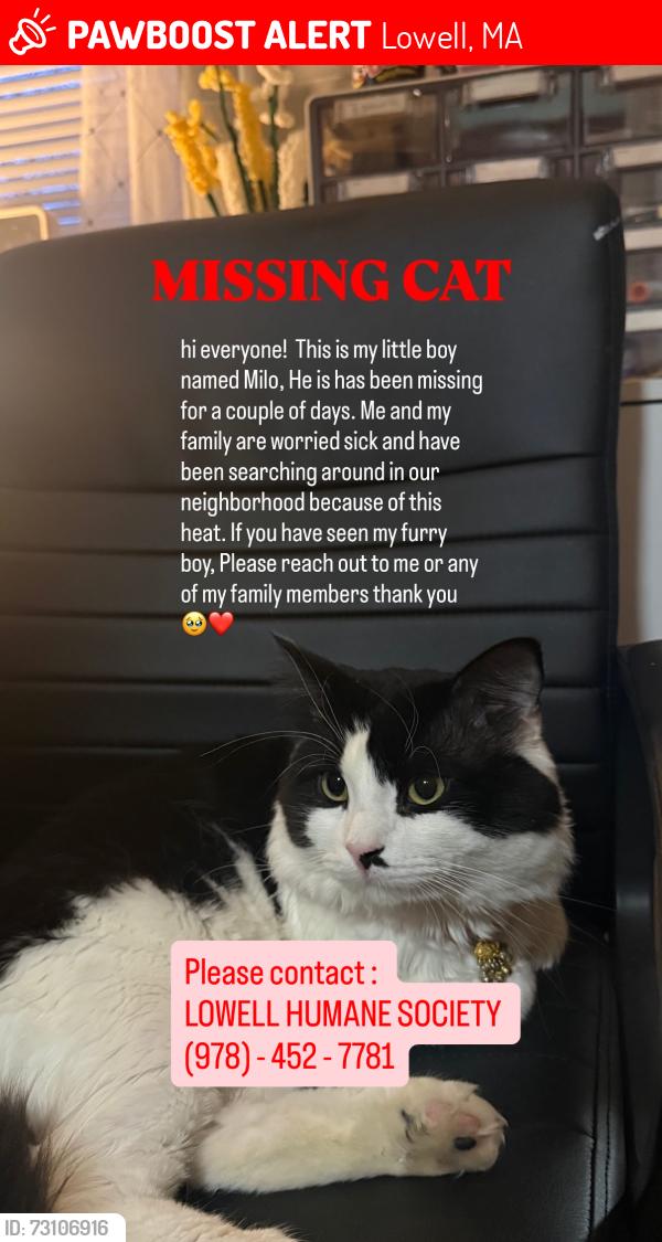 Lost Male Cat last seen Plain st, Lowell, MA 01852