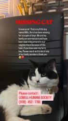 Lost Male Cat last seen Plain st, Lowell, MA 01852