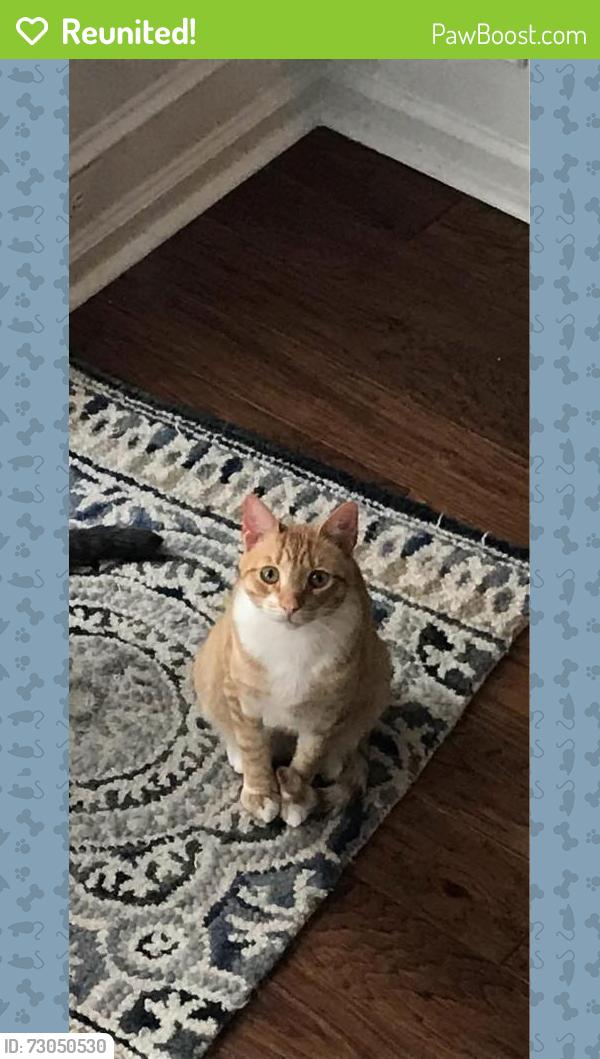 Reunited Male Cat last seen Knight Crossing Rd 27703, Durham, NC 27703