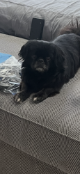 Lost Male Dog last seen Bullard, Goodyear, AZ 85338